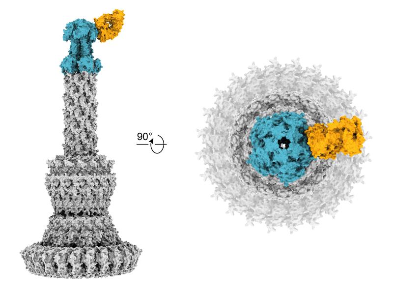 Cryo-elektronenmikroskopische Rekonstruktion der Bindung eines humanen anti-PcrV Fab-Antikörpers (gelb) an ein PcrV-Pentamer (blau) des Typ-III-Sekretionssystem (T3SS) von Pseudomonas aeruginosa. Die Antikörperbindung führt hierbei zu einer Inhibierung.