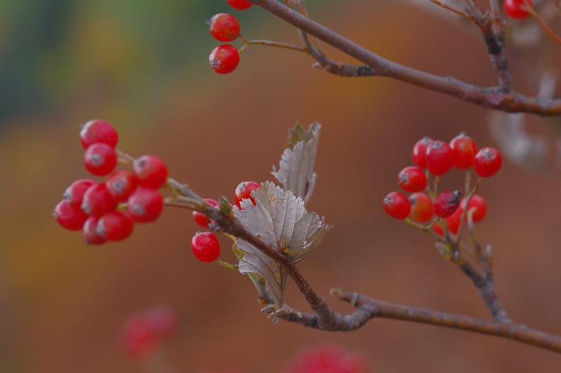 Die Mehlbeere im Herbst: Früchte und Blätter (auf der Unterseite dicht filzig behaart)