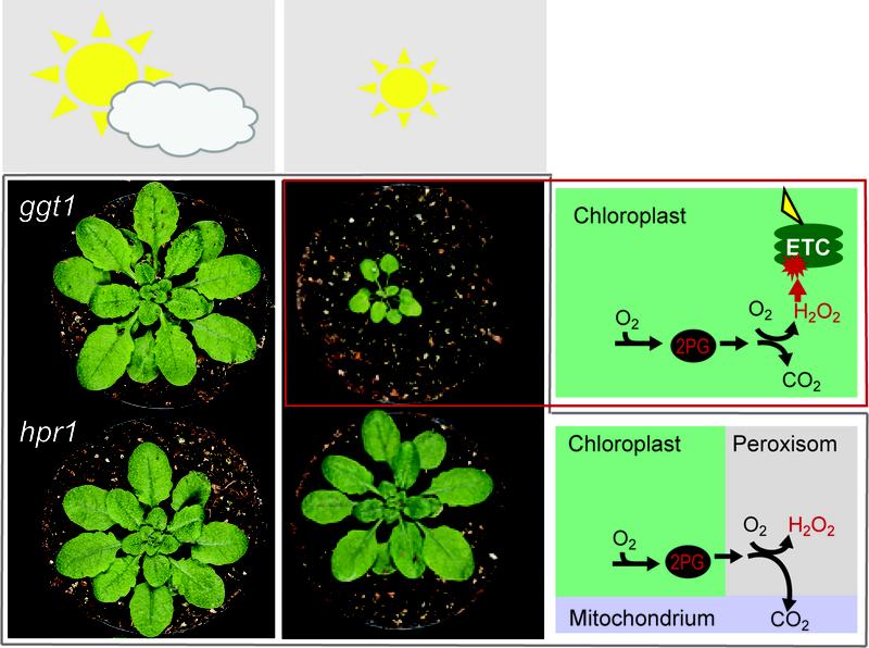 Versuchsergebnisse zur Photorespiration. Ausführliche Bildunterschrift siehe Text.