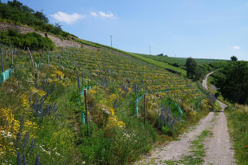 Querterrassierung bietet für Weinanbau in Steillagen (hier der Weinberg am Höllenberg in Assmannshausen) bestmögliche Nutzung. Mit begrünten Böschungen werden Wasser, Boden und Pflanzen gesichert – ein natürlicher Schutz gegen Trockenheit und Starkregen.