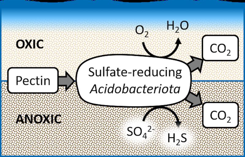Schematic representation of the degradation of plant pectin – both by sulphate reduction and by respiration with oxygen in a newly discovered acidobacterium