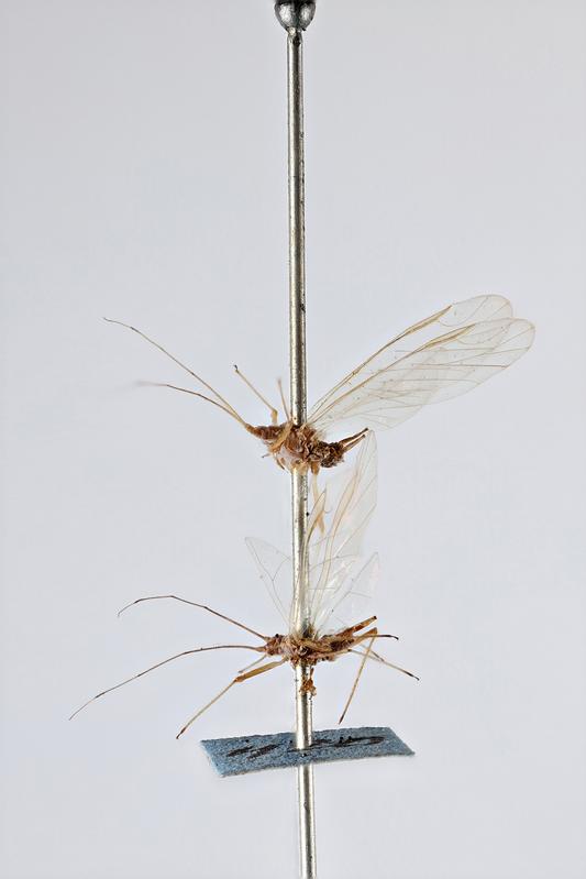 Röhrenschildläuse (Aphididae) aus der historischen Blattflohsammlung des deutschen Forstwis-senschaftlers Theodor Hartig 