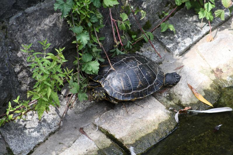 Die Nordamerikanische Buchstaben-Schmuckschildkröte hat weltweit gebietsfremde Bestände aufgebaut. Sie ist mittlerweile im deutschen Handel verboten. Auch andere Süßwasserarten haben ein hohes Invasionsrisiko.