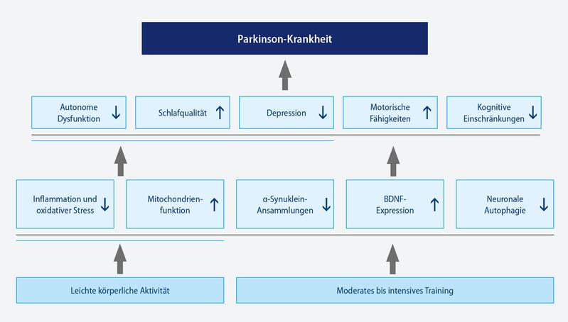 Auf welchen pathophysiologischen Mechanismen beruht die präventive Wirkung von Sport?