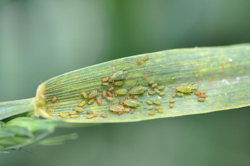 Während die Gesamtbiomasse fliegender Insekten im Nordharz in vergangenen Dekaden zurückgegangen ist, profitieren Schadinsekten wie die Große Getreideblattlaus Sitobion avenae.