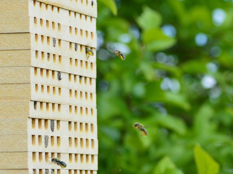 Wildbienen im Anflug auf eine Nisthilfe.