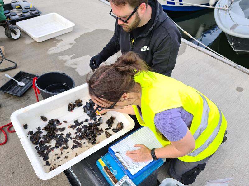  Im Hafen Rostock bestimmen Beschäftigte des Instituts für Angewandte Ökosystemforschung (IfAÖ) Organismen auf die herkömmliche Art und Weise.