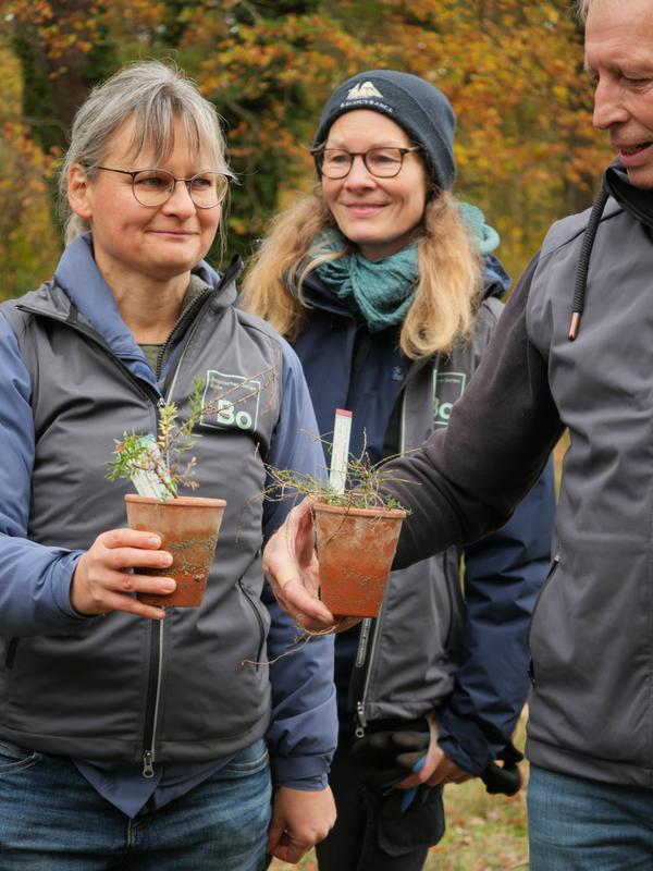 Ansiedlung bedrohter Arten: Das Team des Botanischen Gartens Berlin mit Setzlingen von Genista pilosa und Genista gemanica