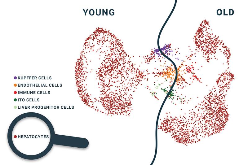 Das Epigenom von Hepatozyten verändert sich mit zunehmendem Alter. Die Abbildung zeigt eine grafische Darstellung epigenetischer Messdaten. Je weiter zwei Punkte voneinander entfernt sind, desto unterschiedlicher ist das Epigenom der Zellen.