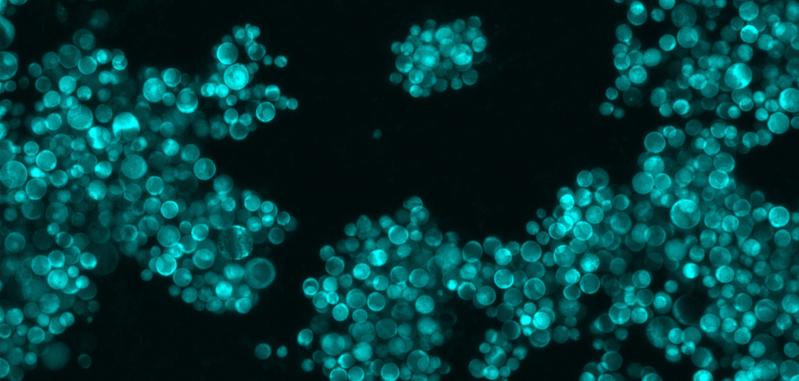 Saccharomyces cerevisiae