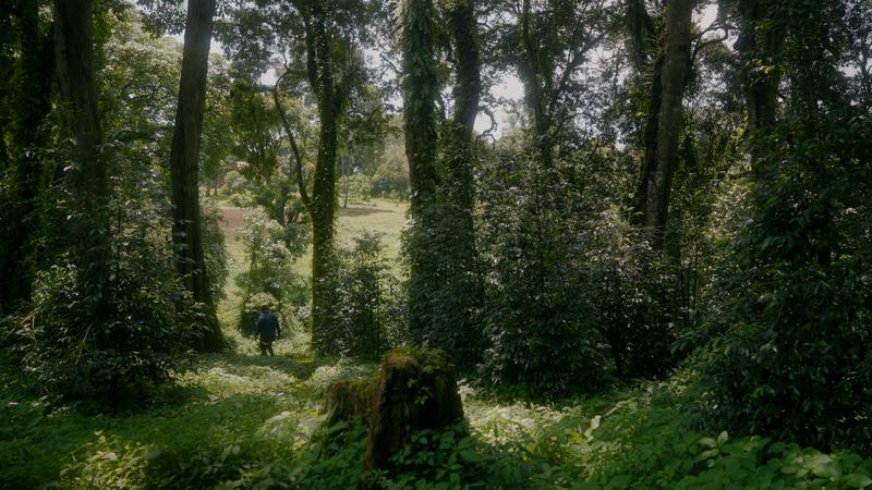 Wälder könnten in Gebieten, wo sie natürlicherweise vorkommen, rund 226 Gigatonnen Kohlenstoff binden.