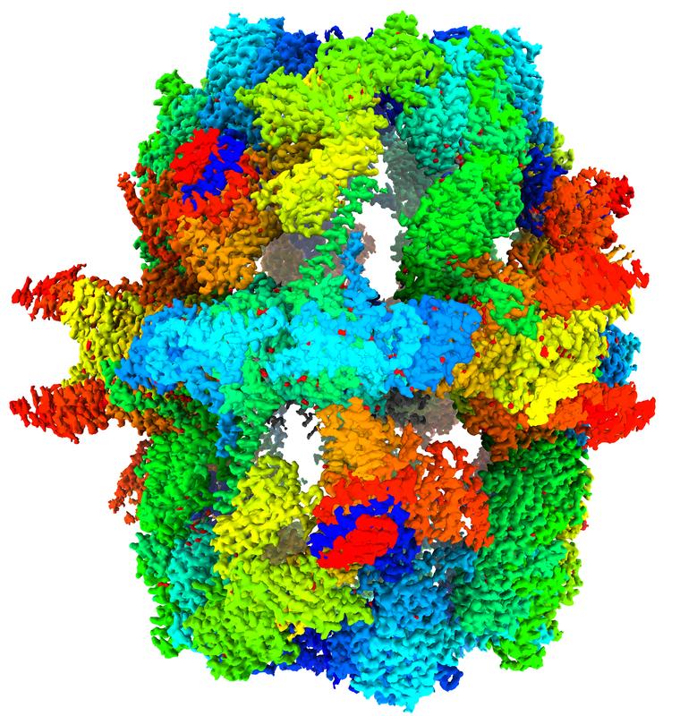 Die Abbildung zeigt die Struktur der Fettsäure-Synthase von Hefepilzen bei einer Auflösung von 1.9 Ångström. Die Kryo-elektronenmikroskopische Dichtekarte ist in einer Oberflächendarstellung gezeigt.