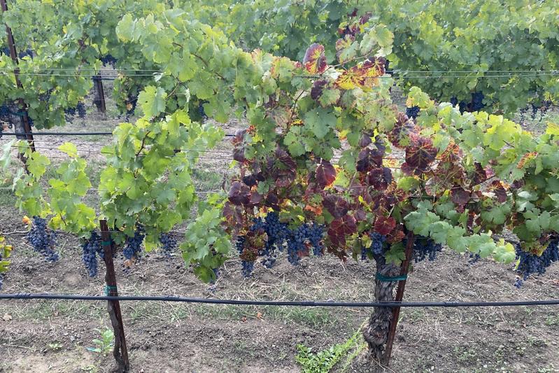 A healthy vine (left) next to plant showing symptoms of Grapevine Red Blotch Disease (right).
