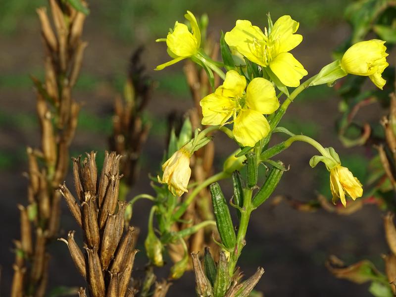 Die Gemeine Nachtkerze (Oenothera biennis)