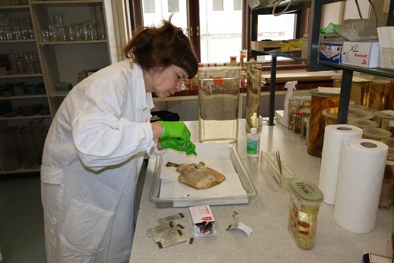 Dr Anja Palandačić from the Natural History Museum Vienna extracting and analysing the presumably extinct torpedo ray Torpedo suessii