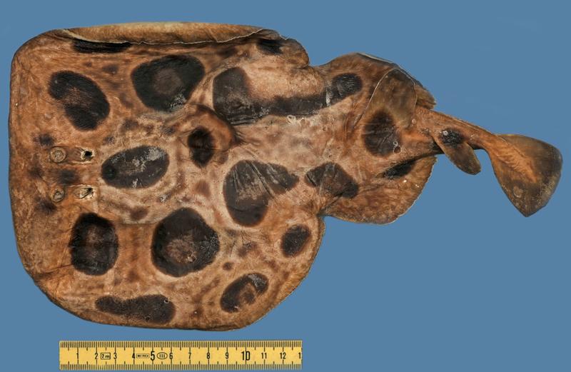Since its discovery at the end of the 19th century, the torpedo ray species Torpedo suessii has never been sighted again by scientists – only the three historical specimens in the fish collection at the Natural History Museum Vienna are known.