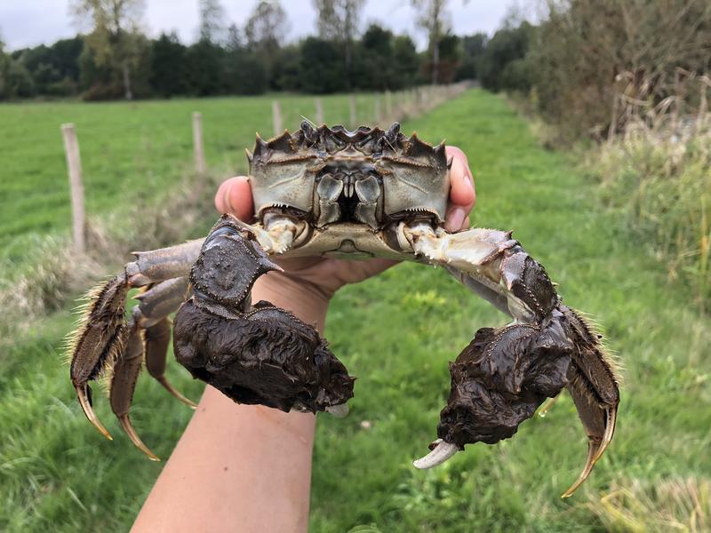An adult mitten crab has been trapped.
