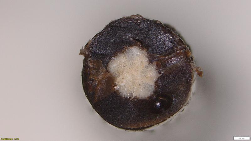 Cross-section of a cotton yarn coated with lignin by extrusion process