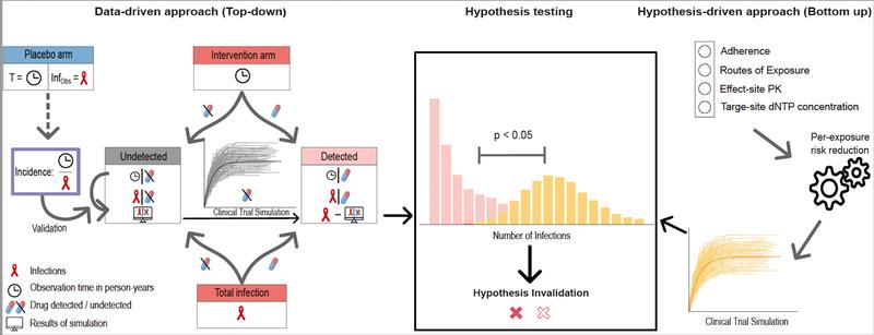 Die Autoren kombinierten eine (top-down) Analyse klinischer Daten mit mechanistischer Modellierung, um die Wirksamkeit von PrEP bei Frauen zu untersuchen.