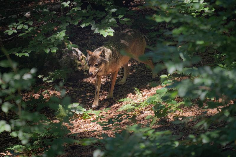 Wolf (Canis lupus) in präferiertem Habitat