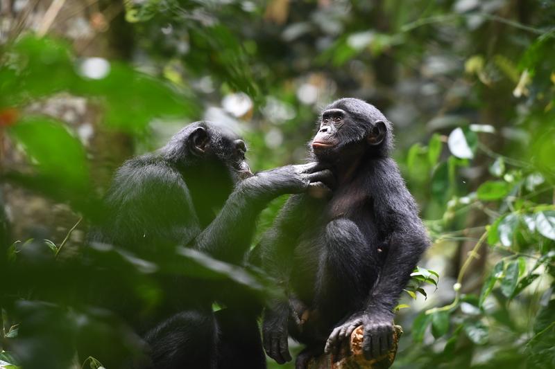 Ein erwachsenes Bonobo-Weibchen aus der Kokolopori-Population bei der Fellpflege eines jungen Männchens aus einer benachbarten Gruppe.