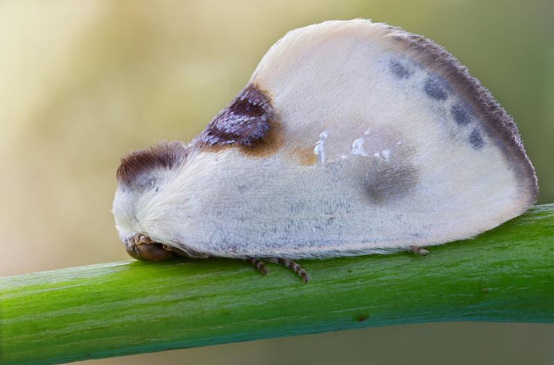 The moth species Cilix asiatica was detected for the first time in Georgia as part of the project.