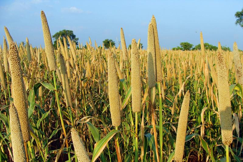 In einer neuen Studie haben Wissenschaftlerinnen und Wissenschaftler des ZALF untersucht, wie sich der Klimawandel auf wichtige Getreidearten wie Weizen, Mais, Hirse (hier im Bild), Sorghum und Reis auswirken. 