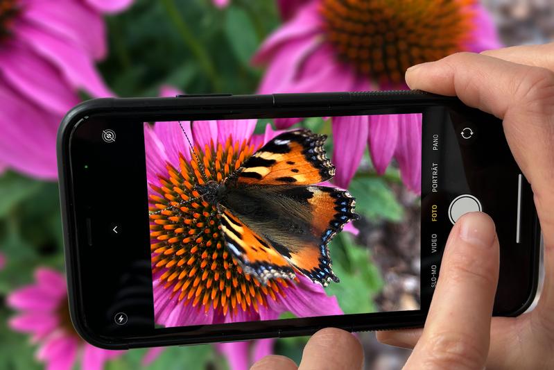 In bürgerwissenschaftlichen Projekten sammeln Bürger*innen zum Beispiel Daten für die Wissenschaft, etwa indem sie Insekten fotografieren und die Fotos an Forscher*innen weiterleiten. 