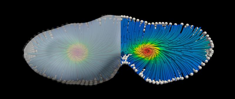 3D Simulation eines aktiven Materials in einer geometrischen Form, die einer sich teilenden Zelle ähnelt. 