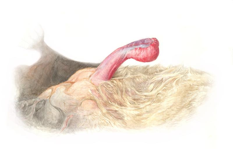 Illustration des Penis der Breitflügelfledermaus