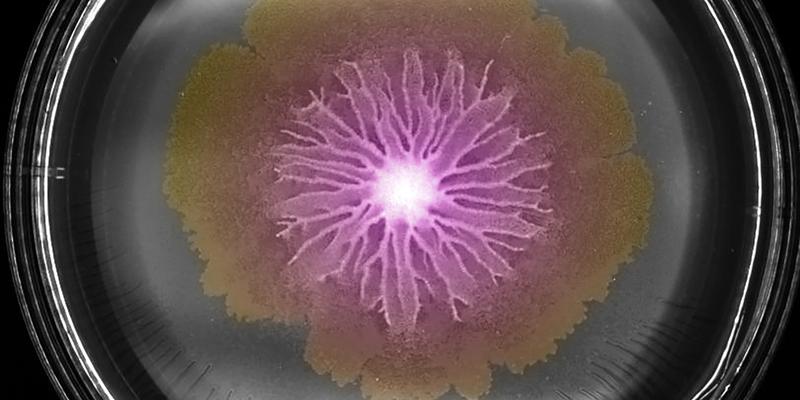 Schwarm von Bacillus subtilis Bakterien auf einer Agarplatte.