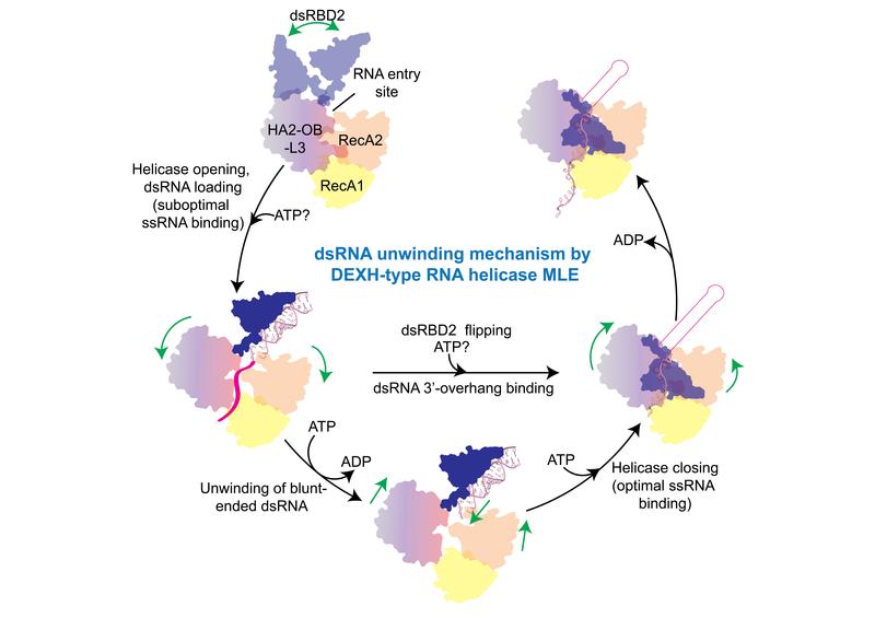 dsRNA unwinding mechanism by DEXH-typ RNA helicase MLE