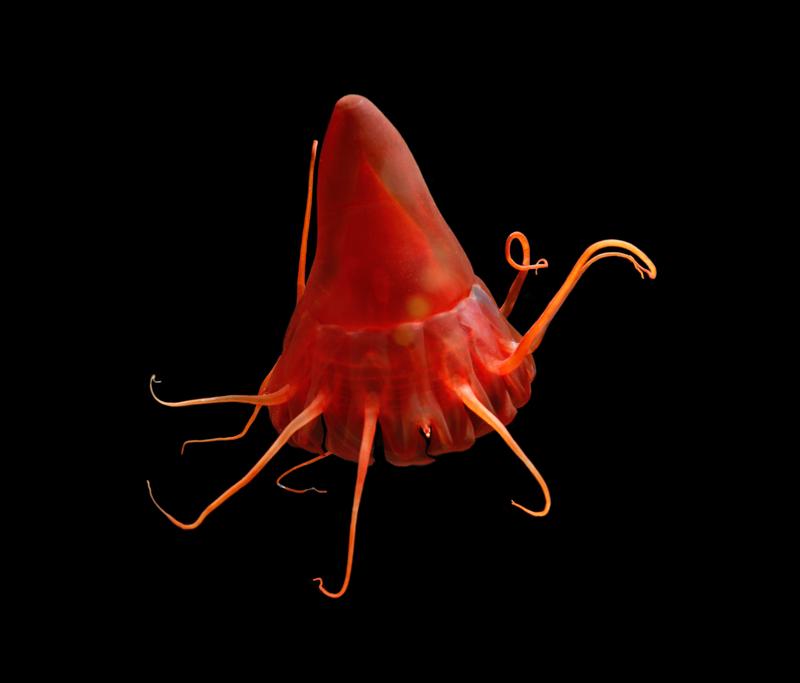 The helmet jellyfish (Periphylla periphylla) collected with a remotely operated vehicle (ROV) in the North Pacific Ocean.