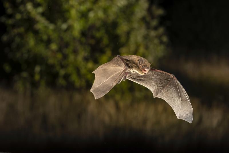 Rauhautfledermaus - Pipistrellus nathusii 