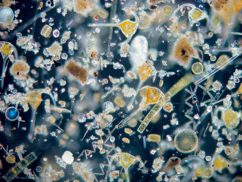 Eine Vielzahl von Organismen verbindet durch tägliche Auf- und Abwanderung die tiefen Meeresschichten mit dem Oberflächenozean. Diese „Leiter der Vertikalwanderungen“ möchte Dr. Jan Taucher mit seinem Projekt „SEA-THROUGH“ genauer erforschen. 