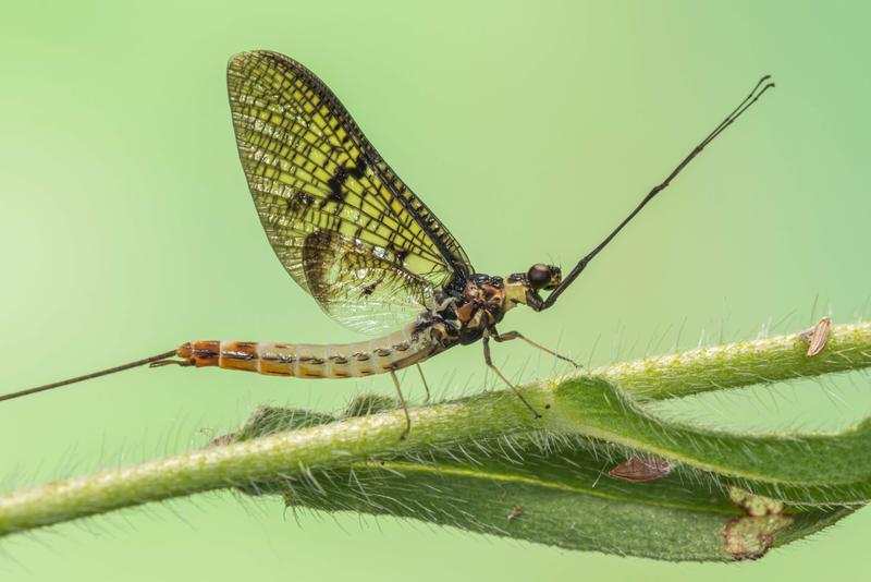 Dänische Maifliege (Ephemera danica).