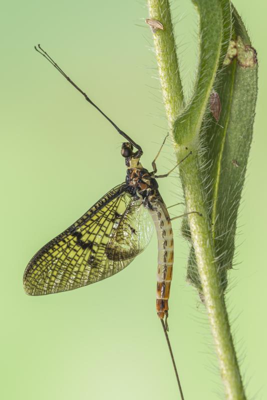 Adult Green Drake Mayfly (Ephemera danica)