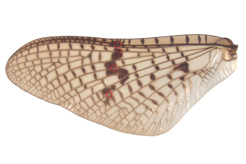 Forewing of the Green Drake Mayfly, with bullae outlined in red
