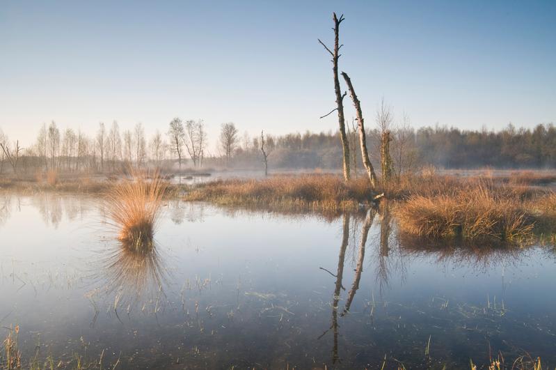 Moorlandschaft Bourtanger Moor