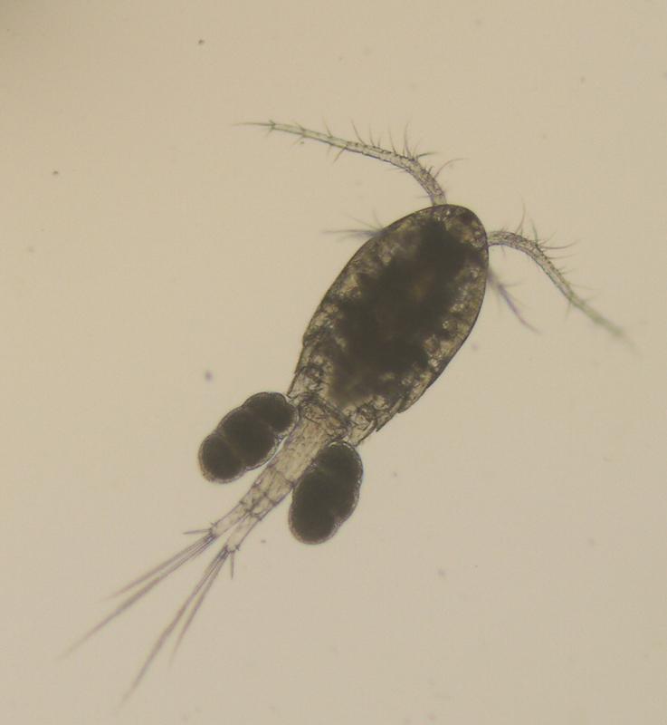 Ein Hüpferling, ein knapp einen Millimeter kleiner Krebs, der im Grundwasser lebt. Das Vorkommen solcher Tiere ist ein Indikator für gute Wasserqualität.