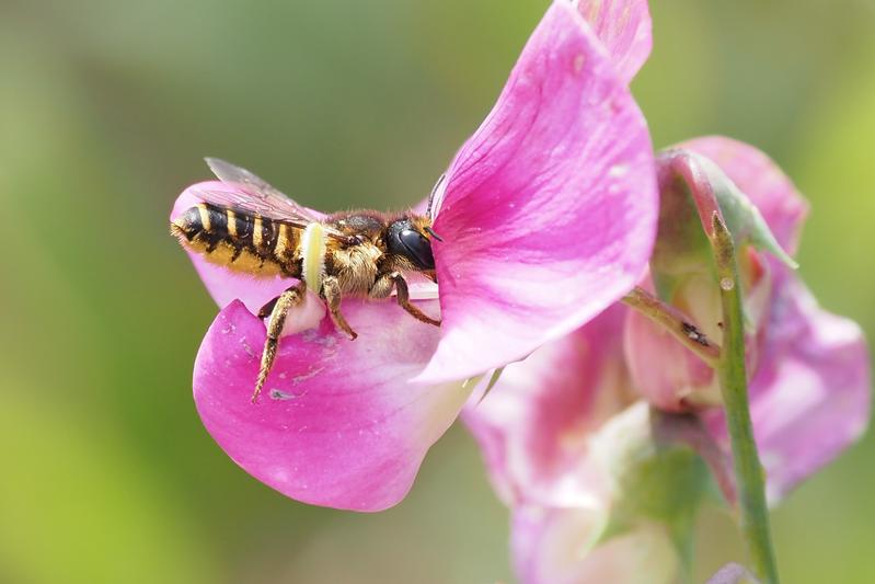 Components of the venom cocktail used by wild bees such as the Banded Mud-Bee (Megachile ericetorum) are evolutionarily older than their sting.