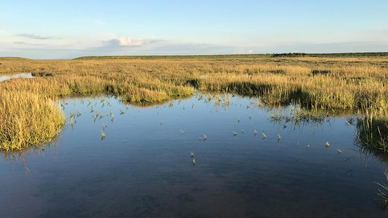 Nature-based adaptation options in the event of rising sea levels are attracting increasing attention. One example of this is managed realignment, which aims to create a natural buffer zone between the sea and the dike. 