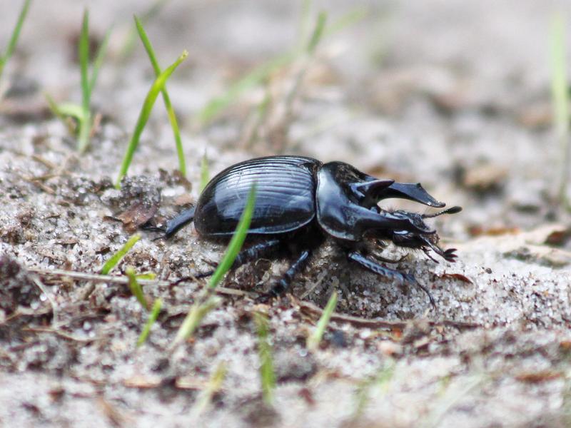 Insekt des Jahres 2024: Der Stierkäfer (Typhaeus typhoeus).