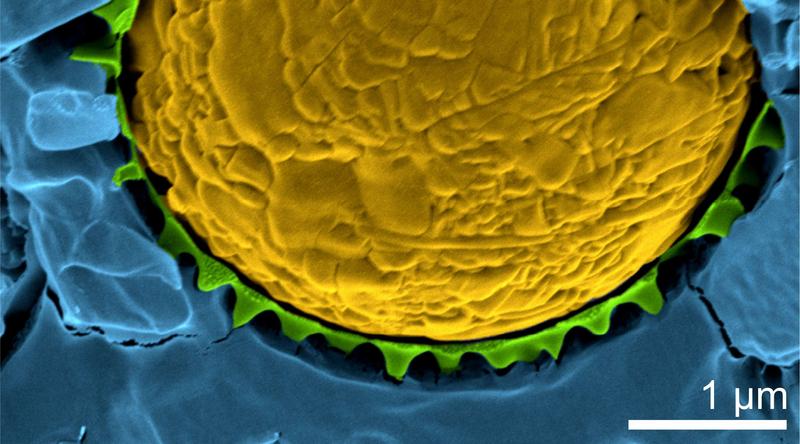 Kryogene REM-Aufnahme eines Öltropfens (gelb), stabilisiert durch temperaturresponsive Mikrogele (grün) in Wasser (blau). Die Mikrogele halten den Öltropfen bei Raumtemperatur stabil, bei Erhitzung flacht ihre Form jedoch ab und die Emulsion bricht auf.