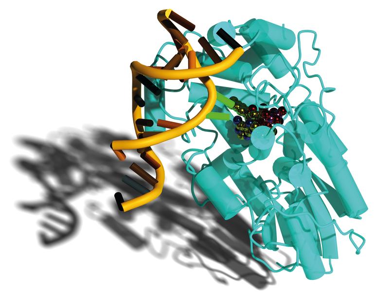 Das lichtgetriebene Enzym Photolyase repariert DNA-Schäden, die durch UV-Strahlung entstehen. Das Modell zeigt die Bindung der DNA (orange) samt der reparierten Stelle (grün) an das Enzym (blau). 