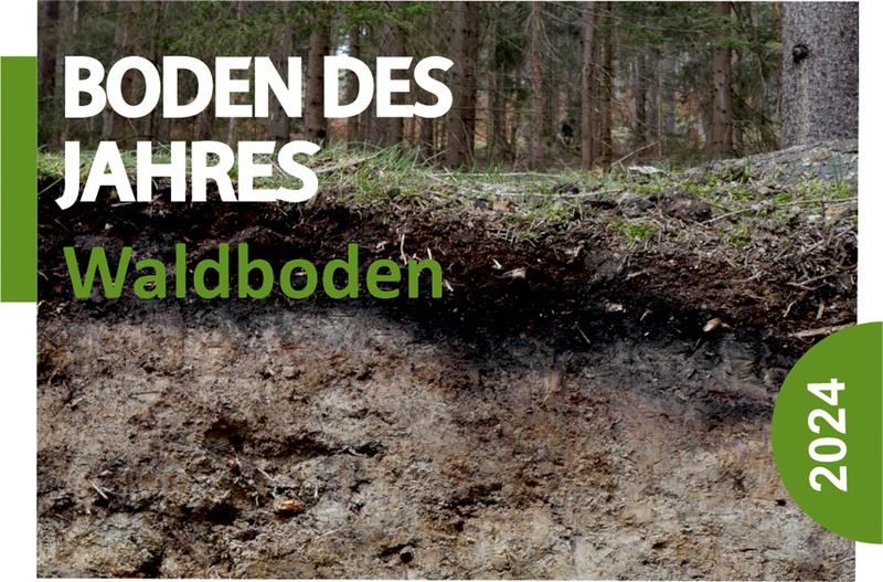 Der Waldboden ist Boden des Jahres 2024