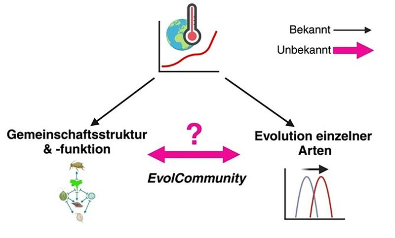 EvolCommunity project overview: The project studies the causes, consequences, and mechanisms of evolution in natural communities. 