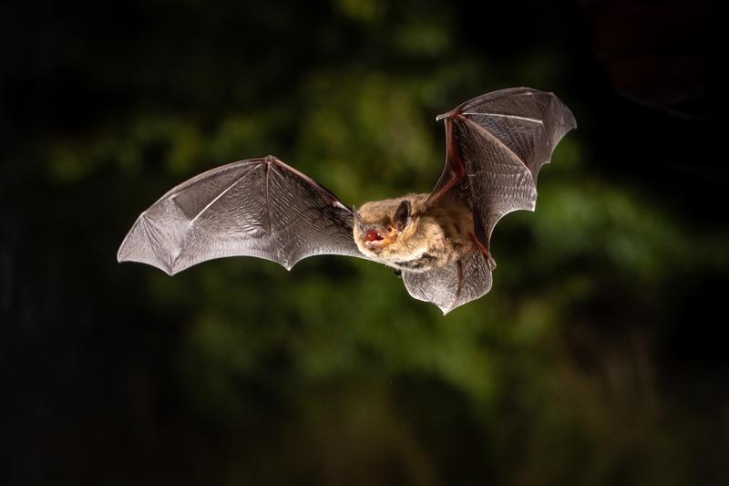 Die Mückenfledermaus (Pipistrellus pygmaeus) wiegt nur so viel wie eine 20-Cent-Münze. Zehntausende Individuen fliegen im August und September in Lettland entlang der Ostseeküste nach Süden.