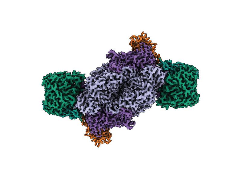 Die Struktur des Fe-Nitrogenase-Komplexes (Elektronendichtekarte mit einer Gesamtauflösung von 2,35 Å)