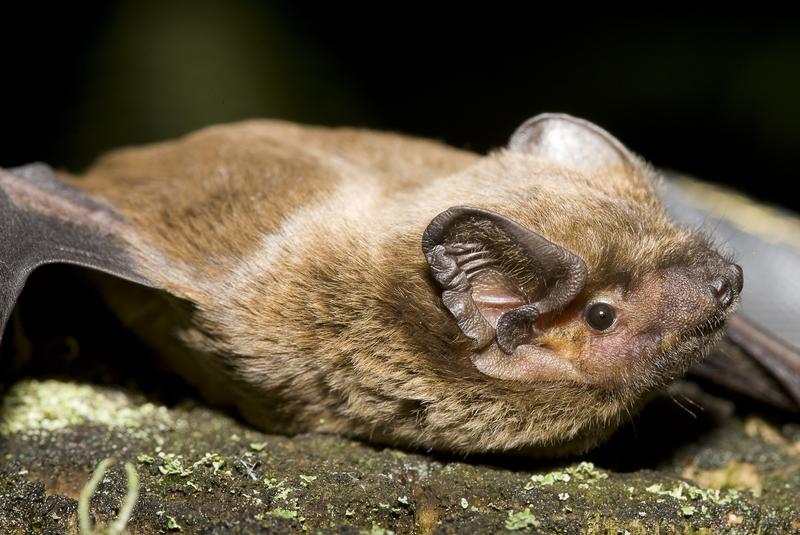 Portrait eines Kleinabendseglers, Nyctalus leisleri.